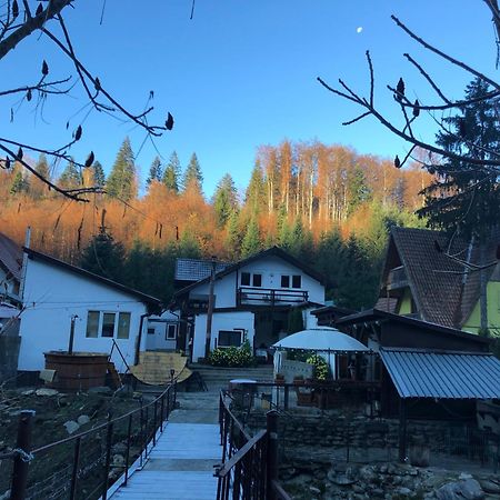 Podul De Brazi - Fir Bridge Villa Cîrţişoara Eksteriør billede