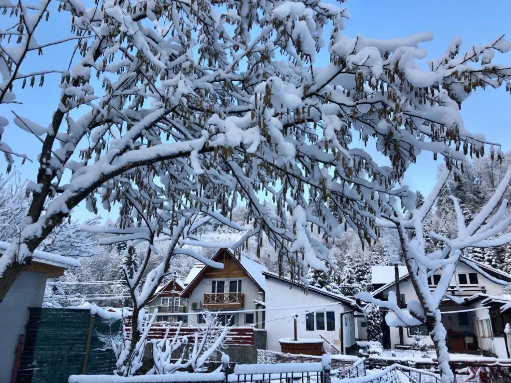 Podul De Brazi - Fir Bridge Villa Cîrţişoara Eksteriør billede